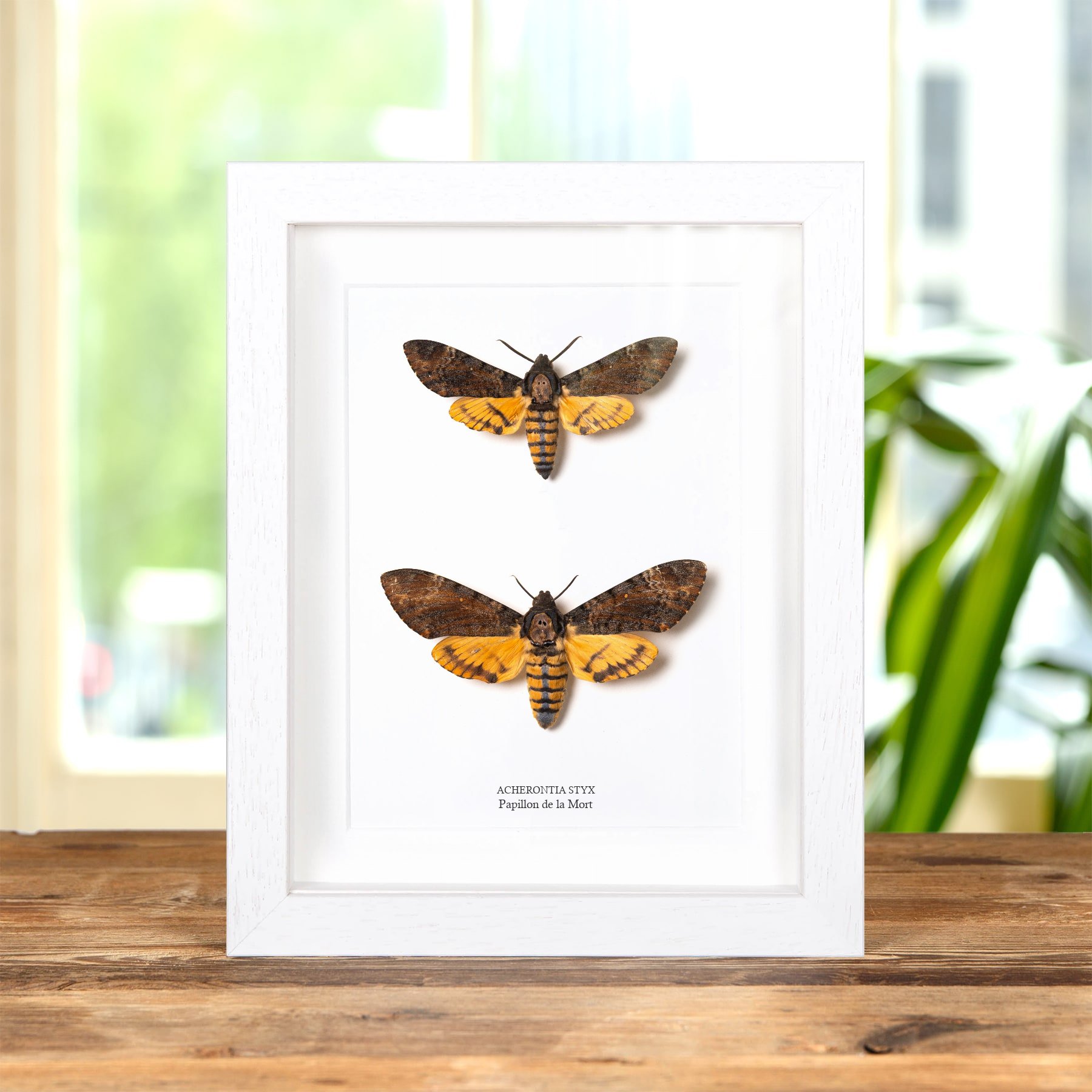 Minibeast Papillon De La Mort Mâle & Paire Femelle Dans Un Cadre (Acherontia styx)