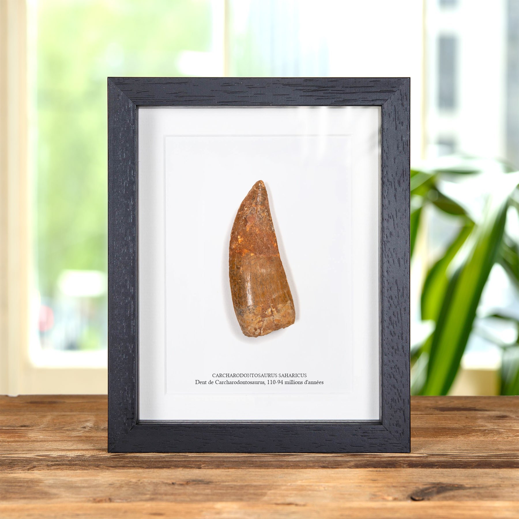 Minibeast 4,15 pouces