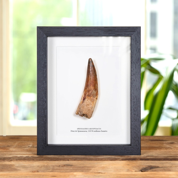 Qualité Muséale 4,69 pouces Fossile de Dent de Spinosaurus dans un Cadre (Spinosaurus aegyptiacus)