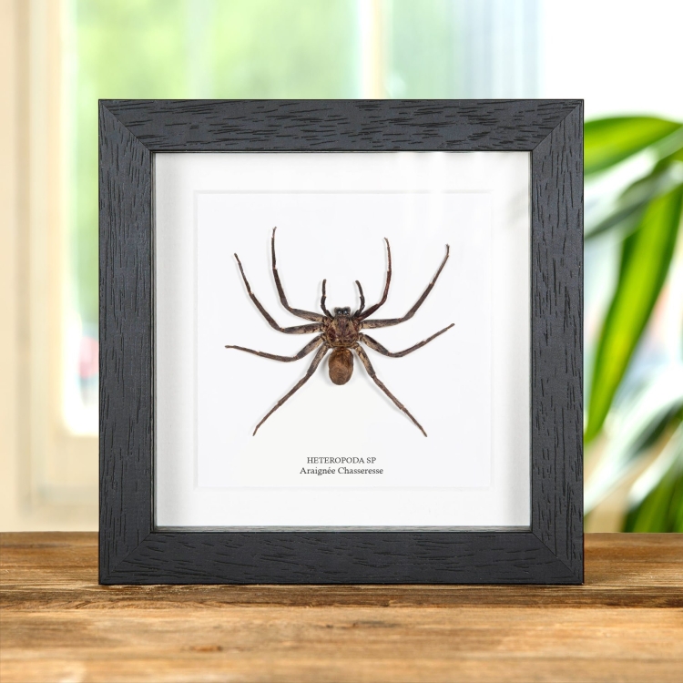 Araignées Chasseresses Noires Dans Un Cadre (Heteropoda sp)