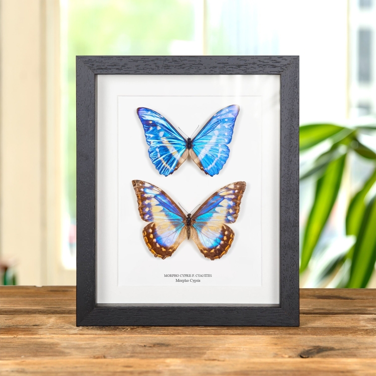 Très Rare Paire De Papillons Cypris Morpho Mâle & Femelle Dans Un Cadre (Morpho cypris f. cyanites)