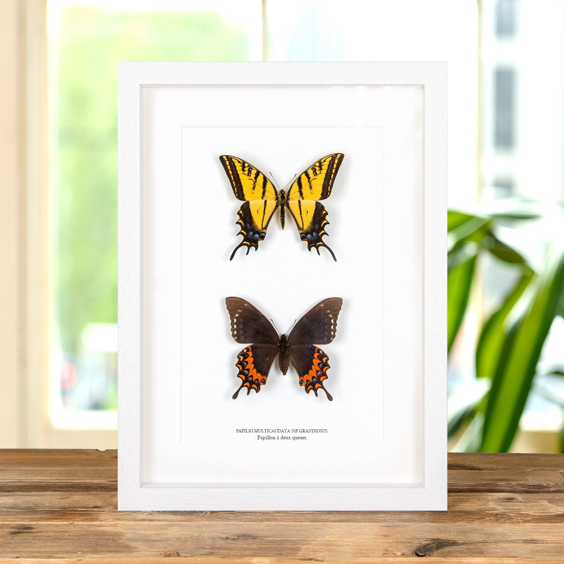 Minibeast Papillon À Deux Queues Mâle & Femelle Dans Un Cadre (Papilio multicaudata ssp grandiosus)