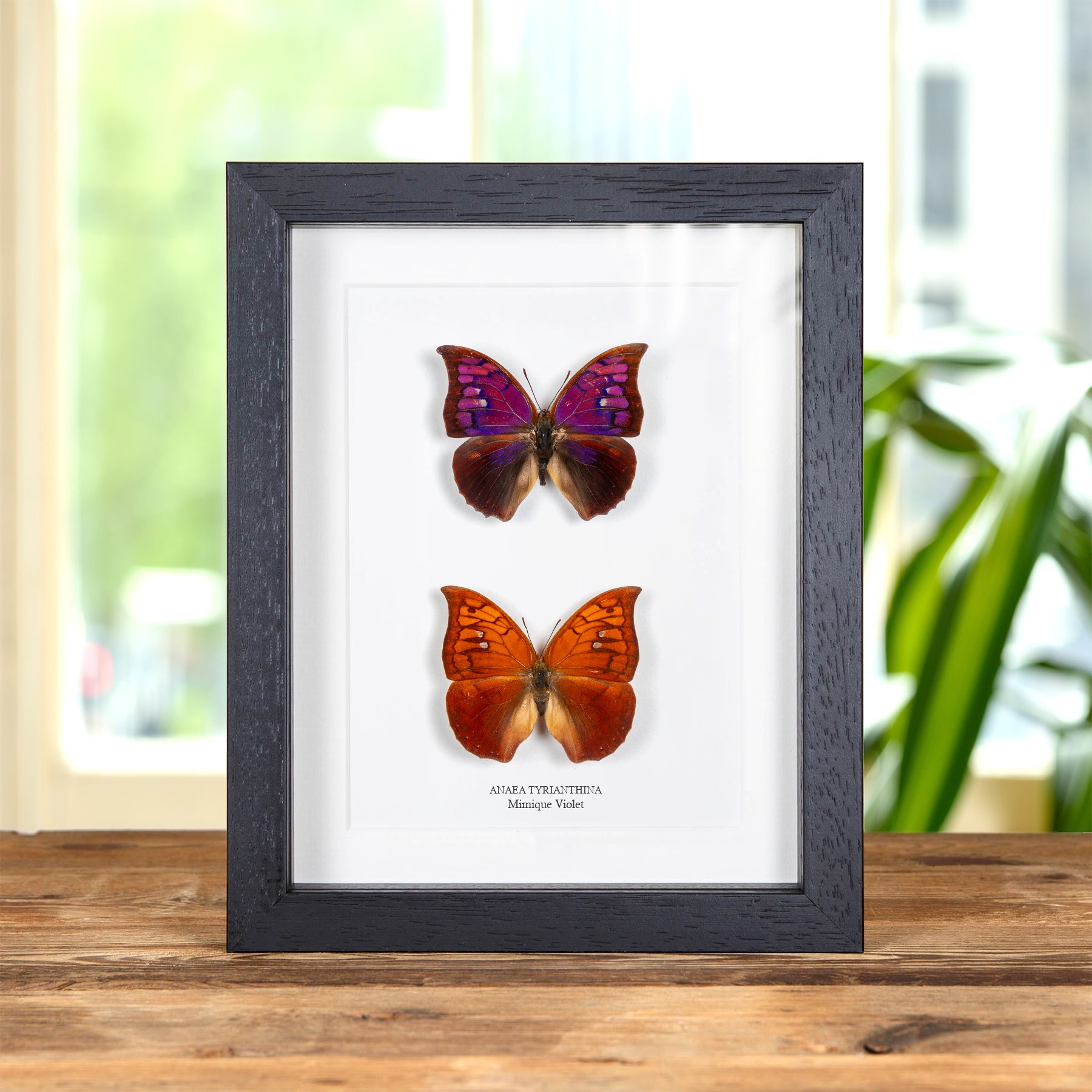 Minibeast Papillon Mimique Violet Mâle & Femelle Pair Dans Un Cadre (Anaea tyrianthina)