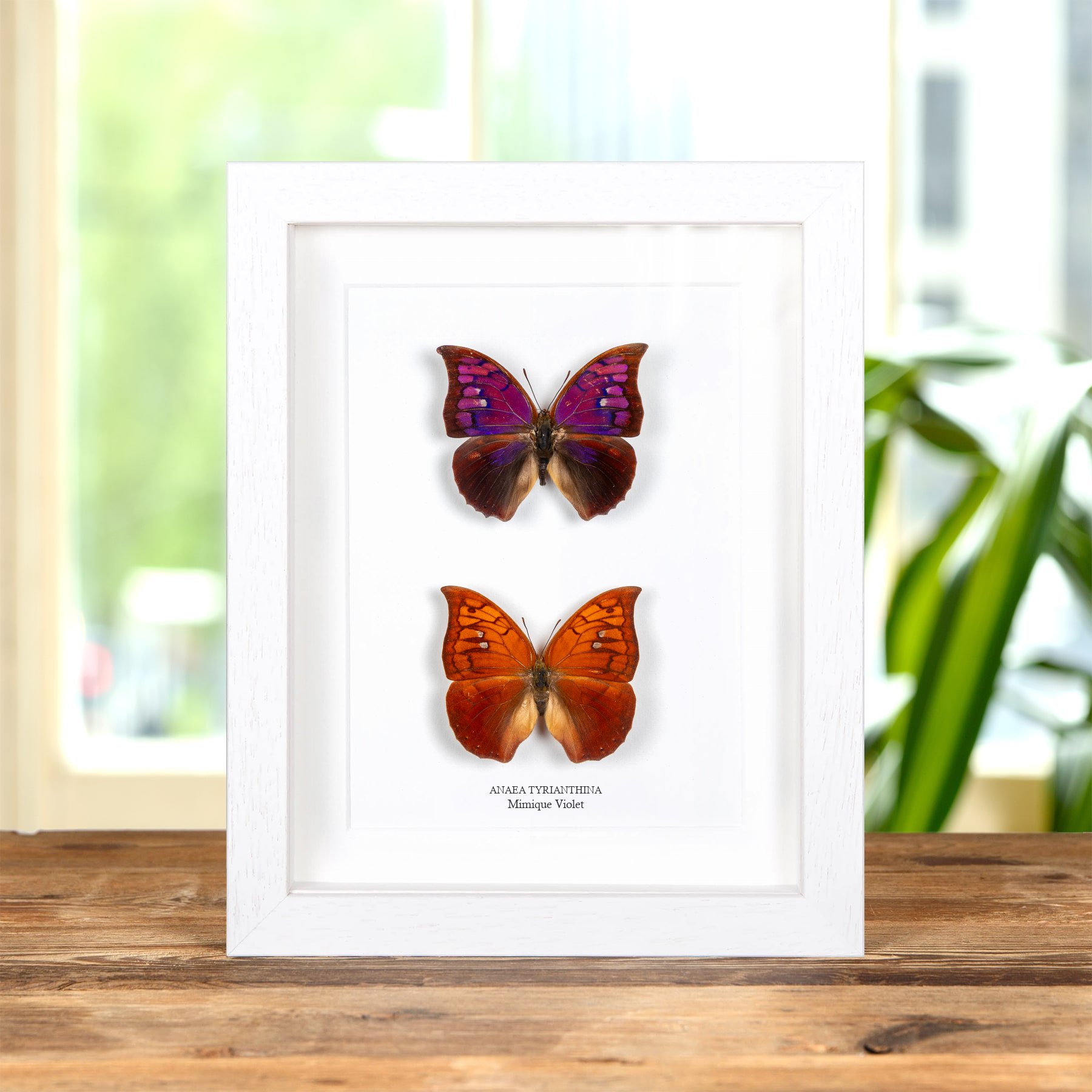 Minibeast Papillon Mimique Violet Mâle & Femelle Pair Dans Un Cadre (Anaea tyrianthina)