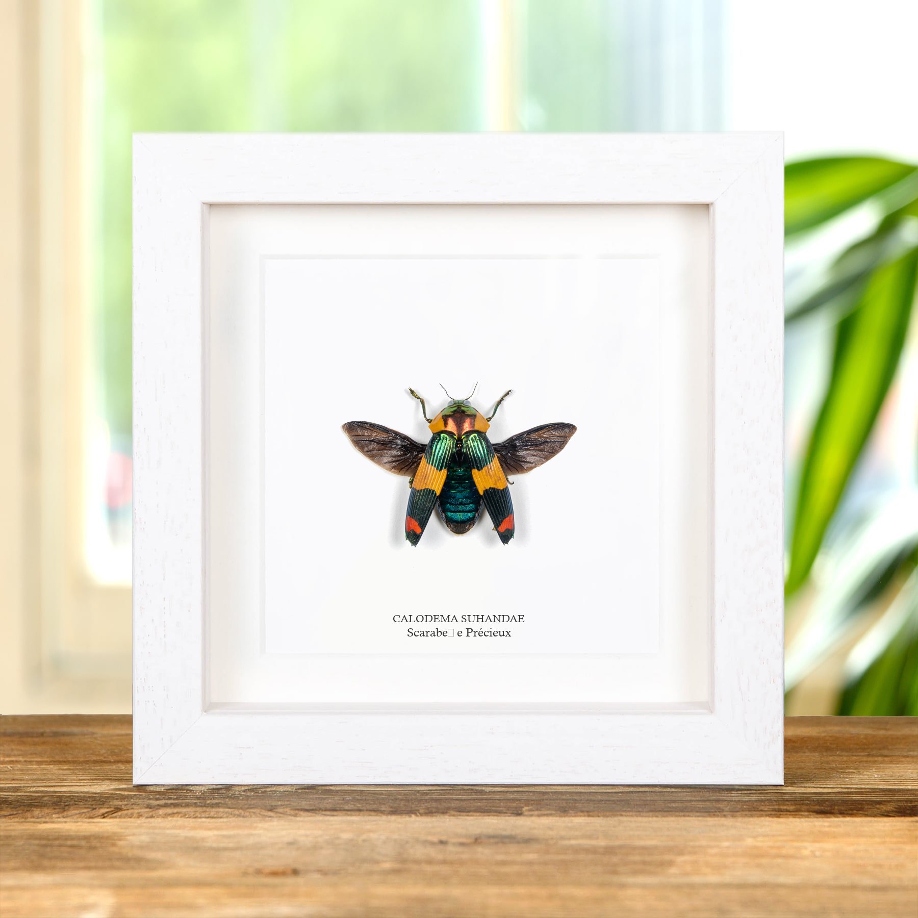Minibeast Rare Jewel Beetle Dans Un Cadre (Calodema suhandae)