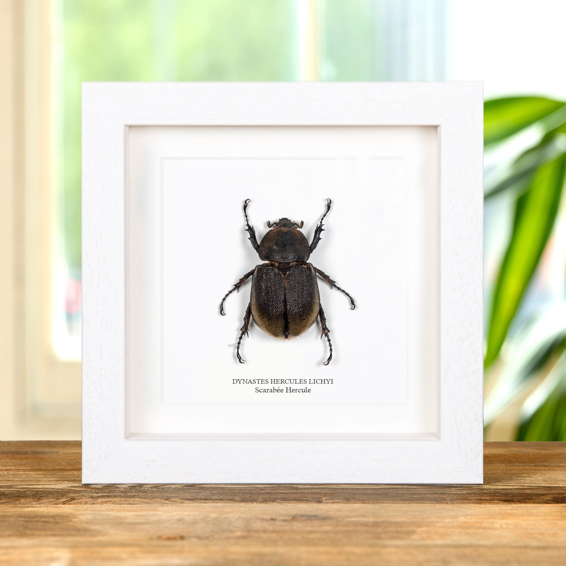 Minibeast Femme Scarabée Hercule Dans Un Cadre (Dynastes hercules lichyi)