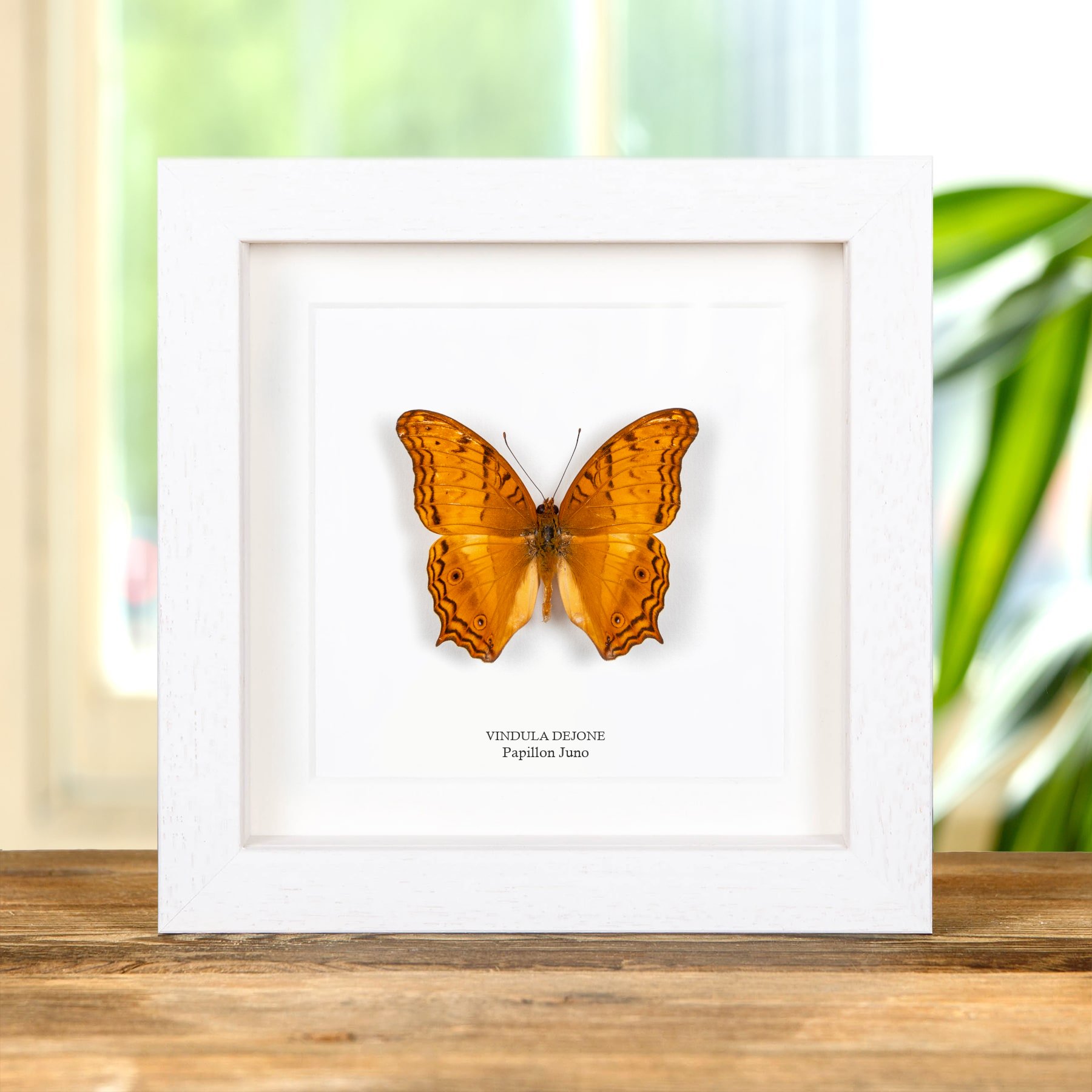 Minibeast Papillon Juno Dans Un Cadre (Vindula dejone)