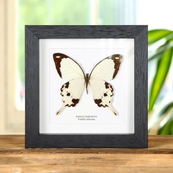 Farfalla africana a coda di rondine in cornice (Papilio dardanus)