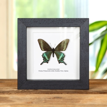 Forma primaverile del macaone nero alpino (Papilio maackii forma primaverile)