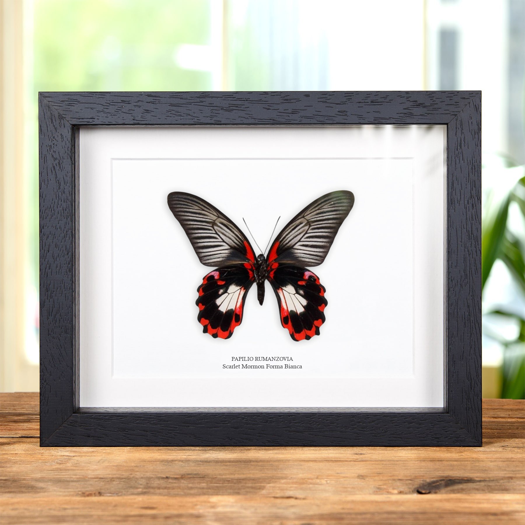 Minibeast Mormone Scarlatto Forma Bianca in Cornice (Papilio rumanzovia)