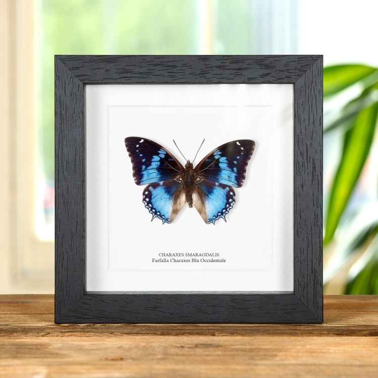 Farfalla Charaxes Blu Occidentale in Cornice (Charaxes smaragdalis)