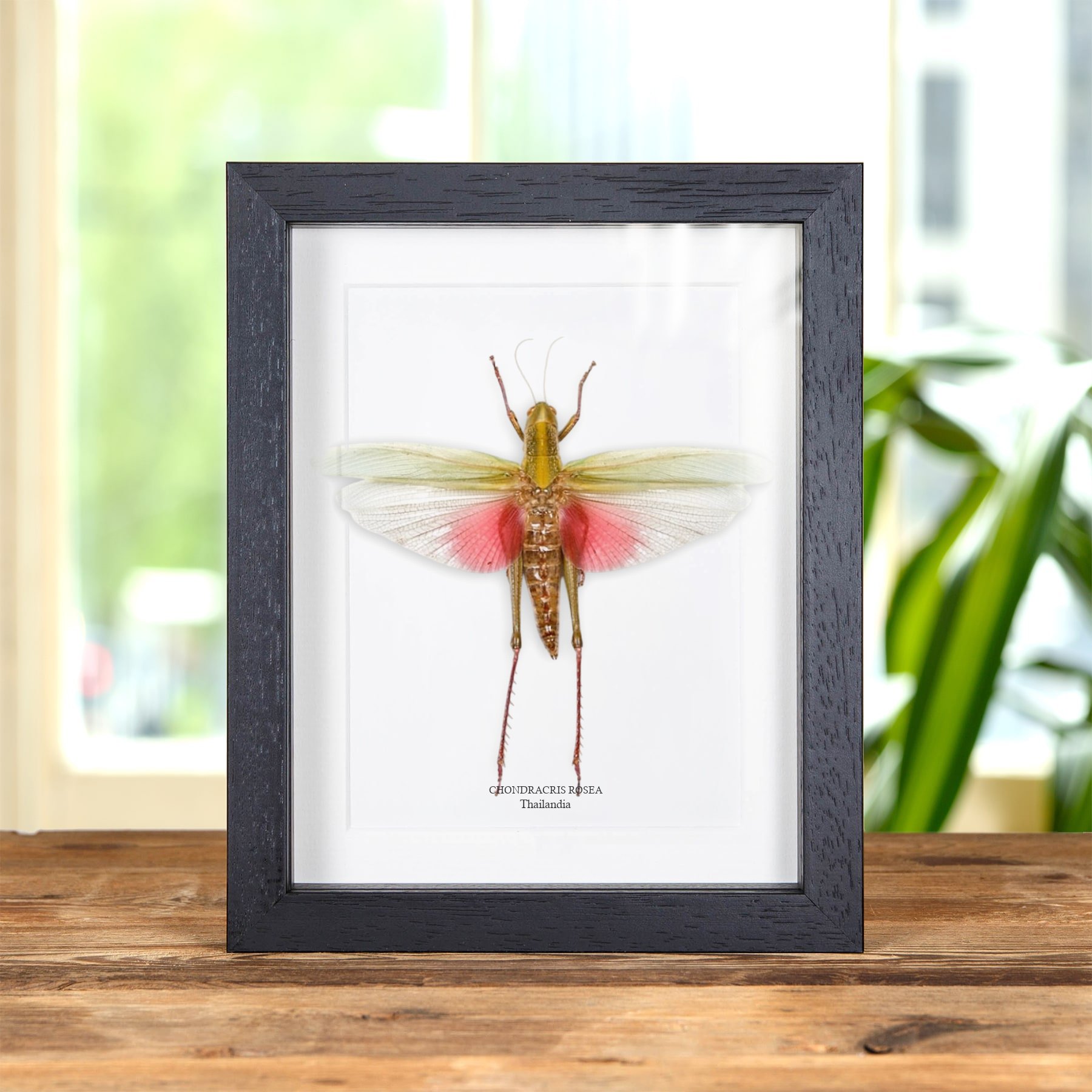 Minibeast Femmina Chondracris Rosea in Cornice dalla Thailandia