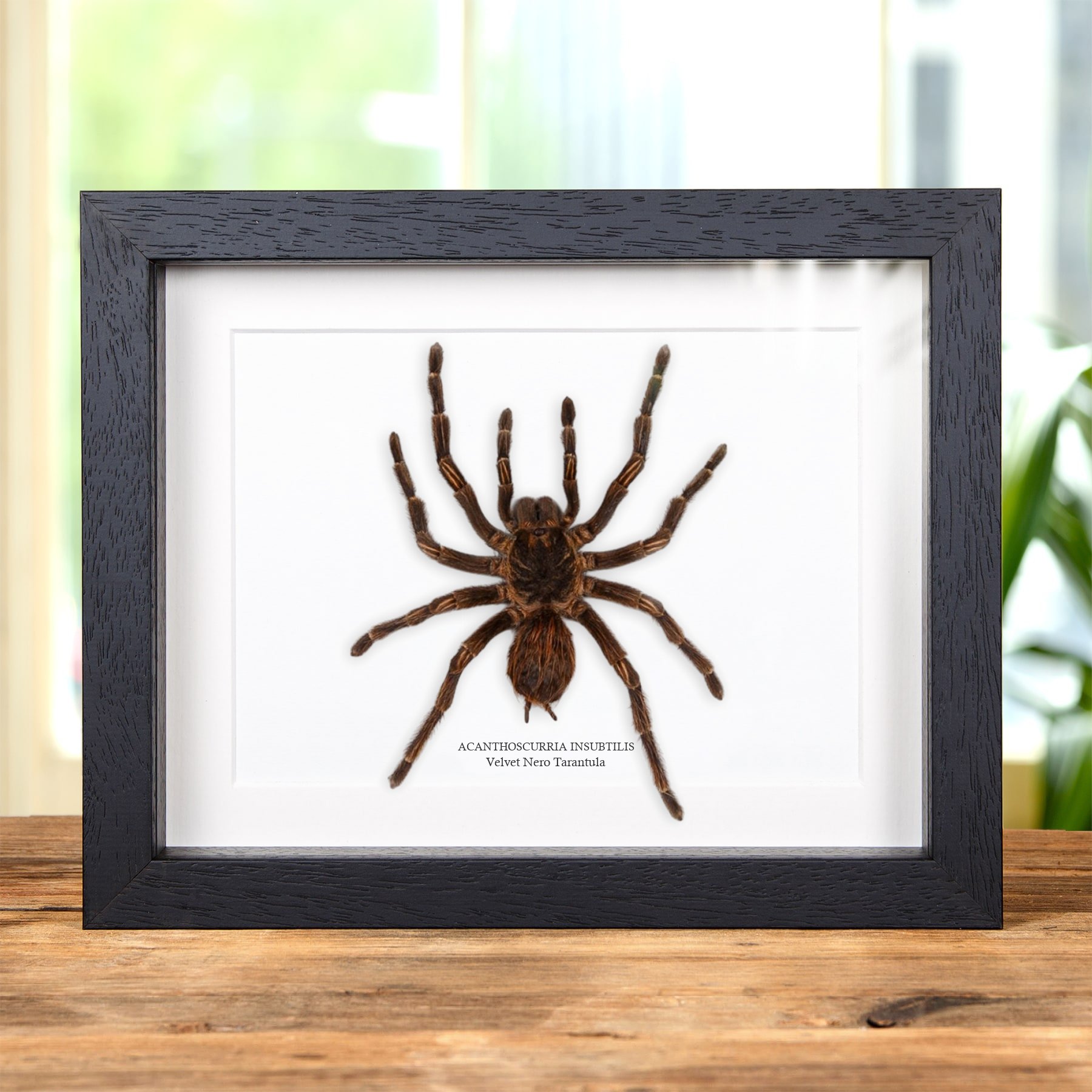 Minibeast Velvet Nero tarantola in Cornice (Acanthoscurria insubtilis)