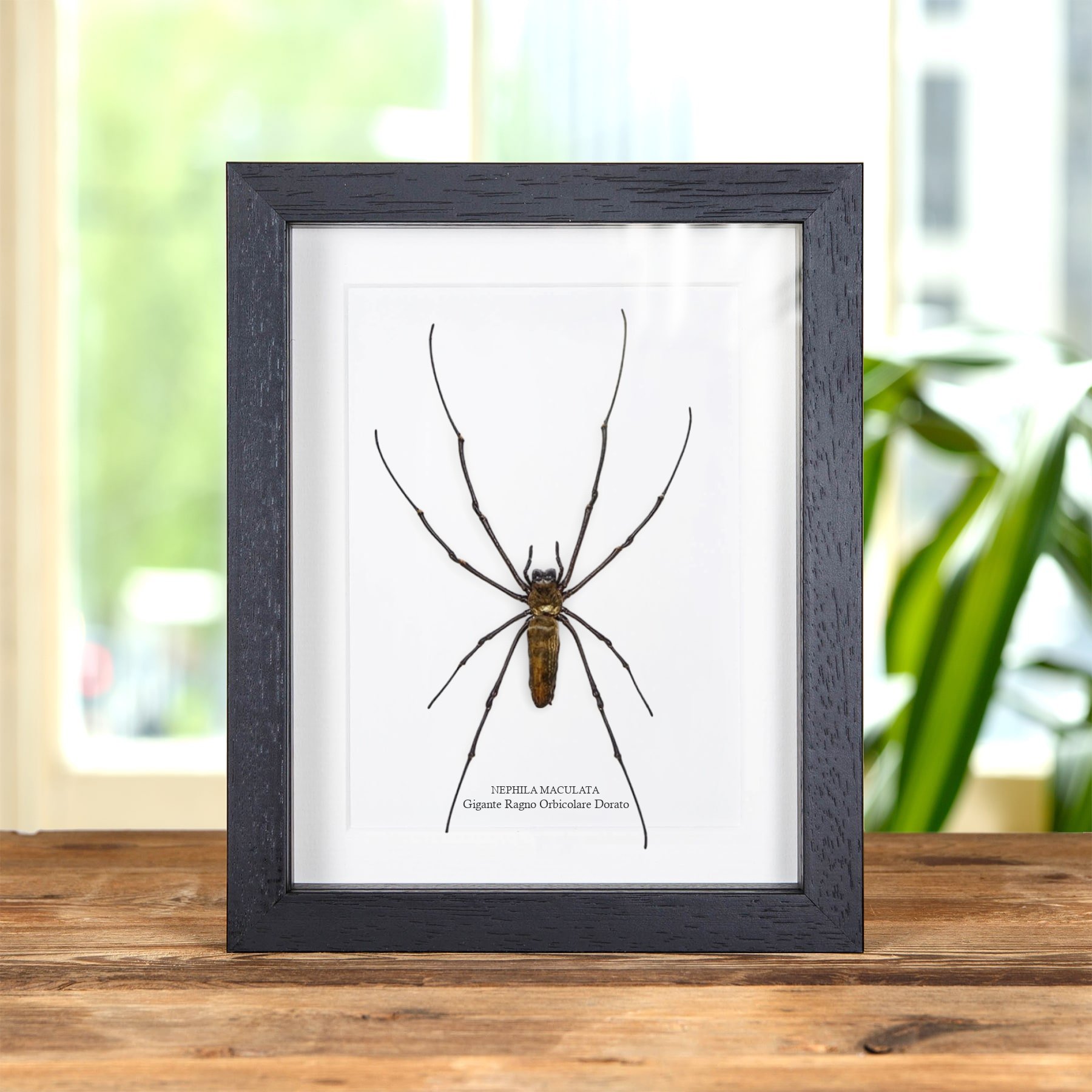 Minibeast Gigante Ragno Orbicolare Dorato in Cornice (Nephila maculata)