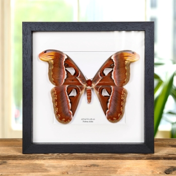 Falena Atlas Femmina in Cornice (Attacus atlas)
