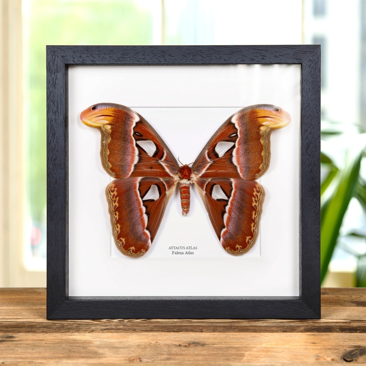 Falena Atlas Femmina in Cornice (Attacus atlas)