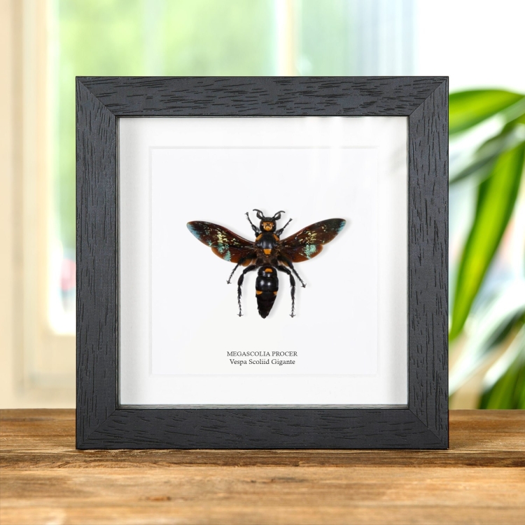 Vespa Scoliid Gigante In Cornice (Megascolia procer)(XL)