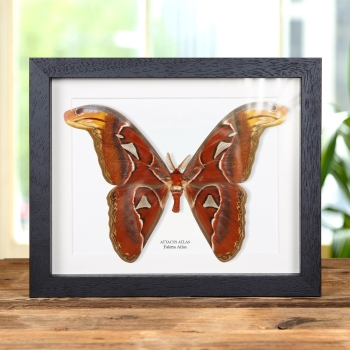 Falena Atlas in Cornice (Attacus atlas)
