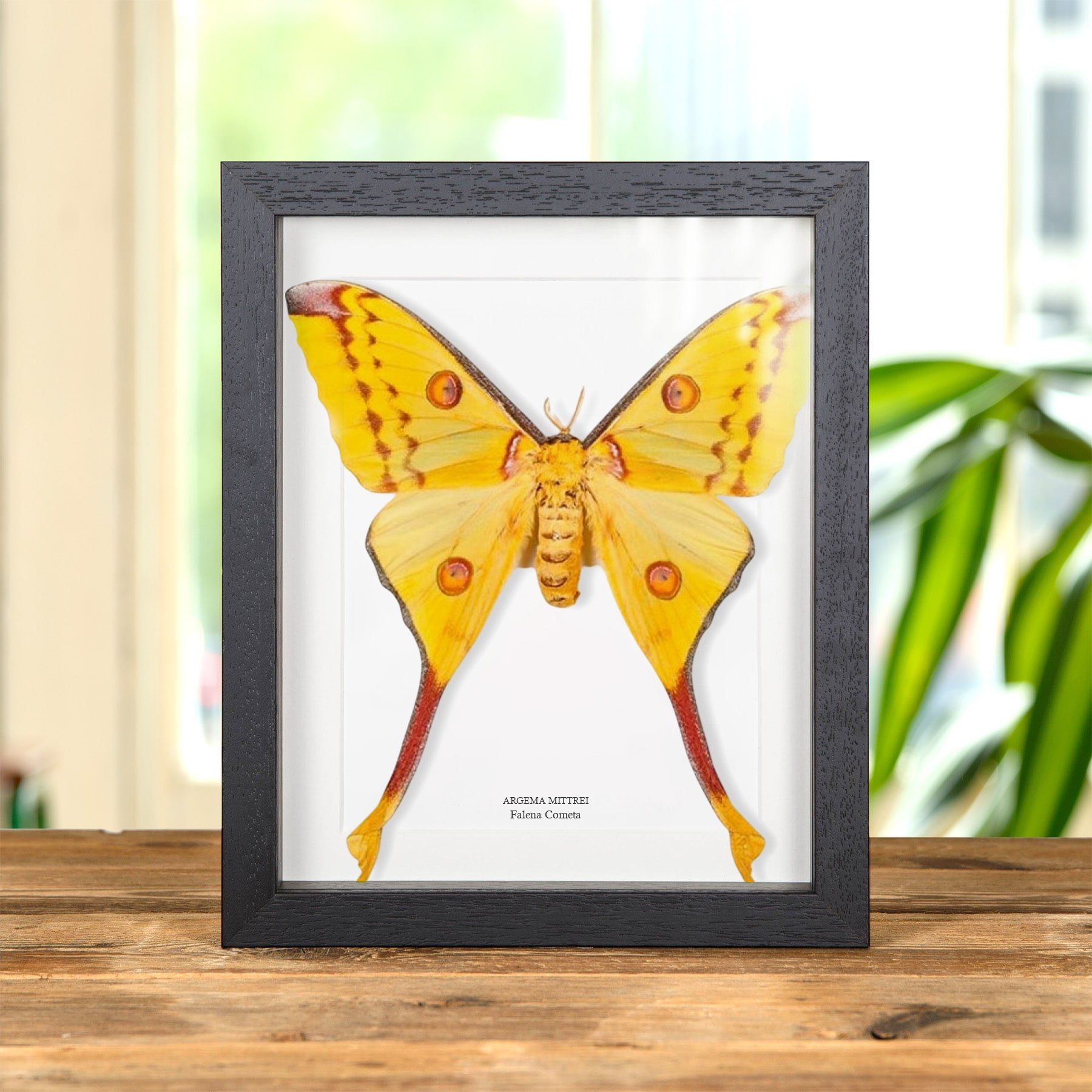 Minibeast Falena Cometa Femmina in Cornice (Argema mittrei)
