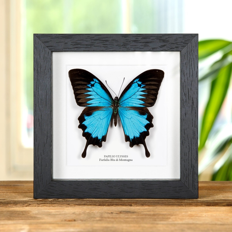 Farfalla Blu Di Montagna In Cornice (Papilio ulysses)