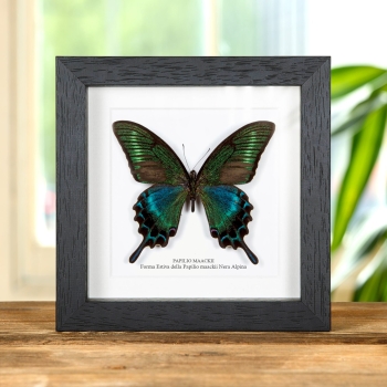 Forma estiva del macaone nero alpino (Papilio maackii forma estiva)