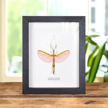Insetto Stecco Alato Rosa in Cornice (Necroscia annulipes)