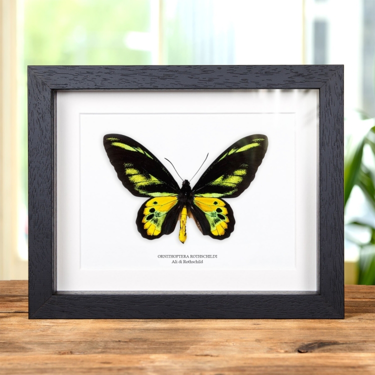 Ali di Uccello di Rothschild in Cornice (Ornithoptera rothschildi)