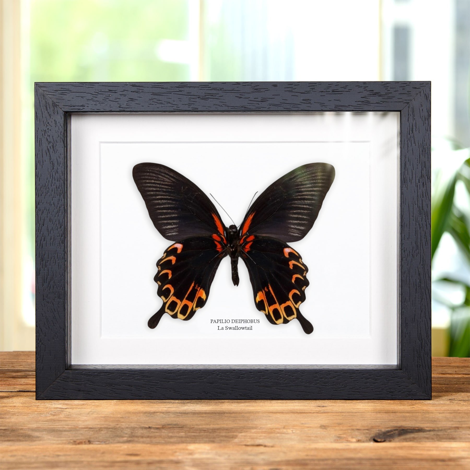 Minibeast Farfalla Swallowtail Lato Ventral in Cornice (Papilio deiphobus)