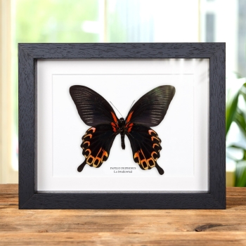 Farfalla Swallowtail Lato Ventral in Cornice (Papilio deiphobus)