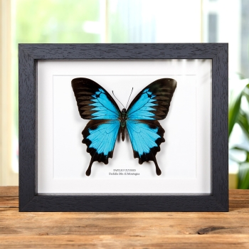 XL farfalla coda di rondine blu di montagna in cornice (Papilio ulysses)