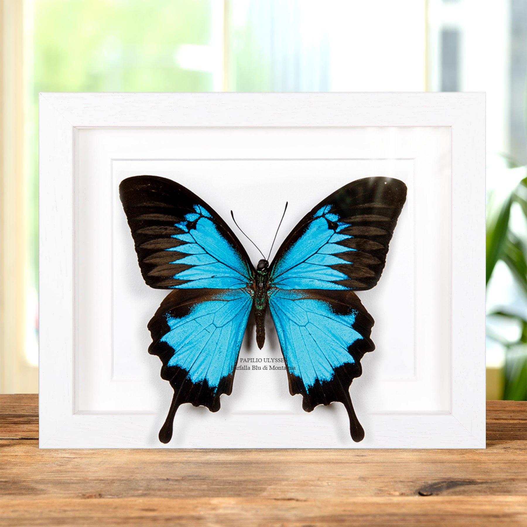Minibeast XL Mountain Blue Swallowtail In Cornice (Papilio ulysses)