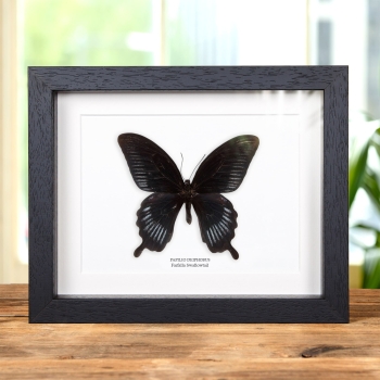 Farfalla Swallowtail in Cornice (Papilio deiphobus)