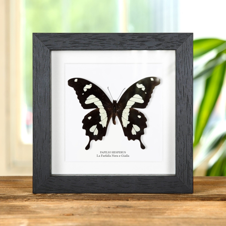 Il macaone nero e giallo in cornice (Papilio hesperus)