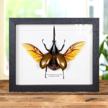 Scarabeo di Ercole in Cornice (Dynastes hercules lichyi)