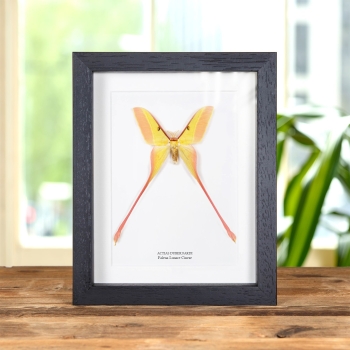 Falena Lunare Cinese in Cornice (Actias dubernardi)