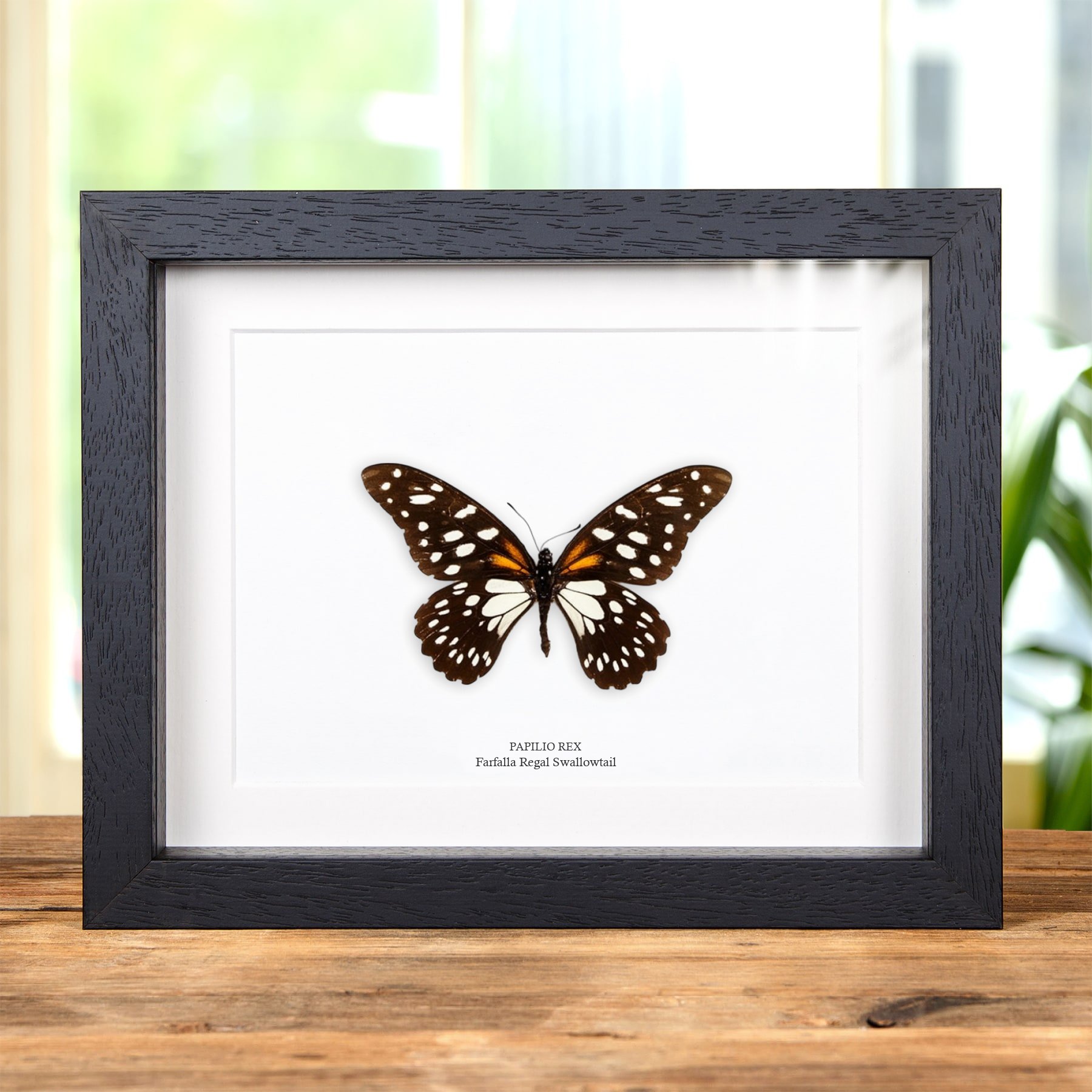 Minibeast Macaone regale in cornice (Papilio rex)