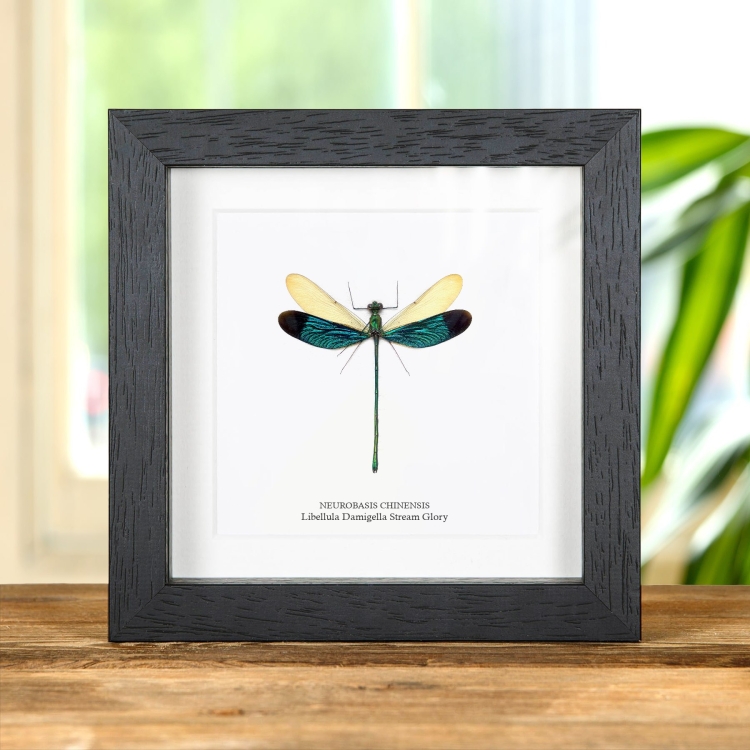 Stream Glory Damselfly In Cornice (Neurobasis chinensis)