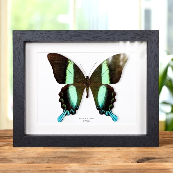 XL Farfalla Pavone in Cornice (Papilio blumei)