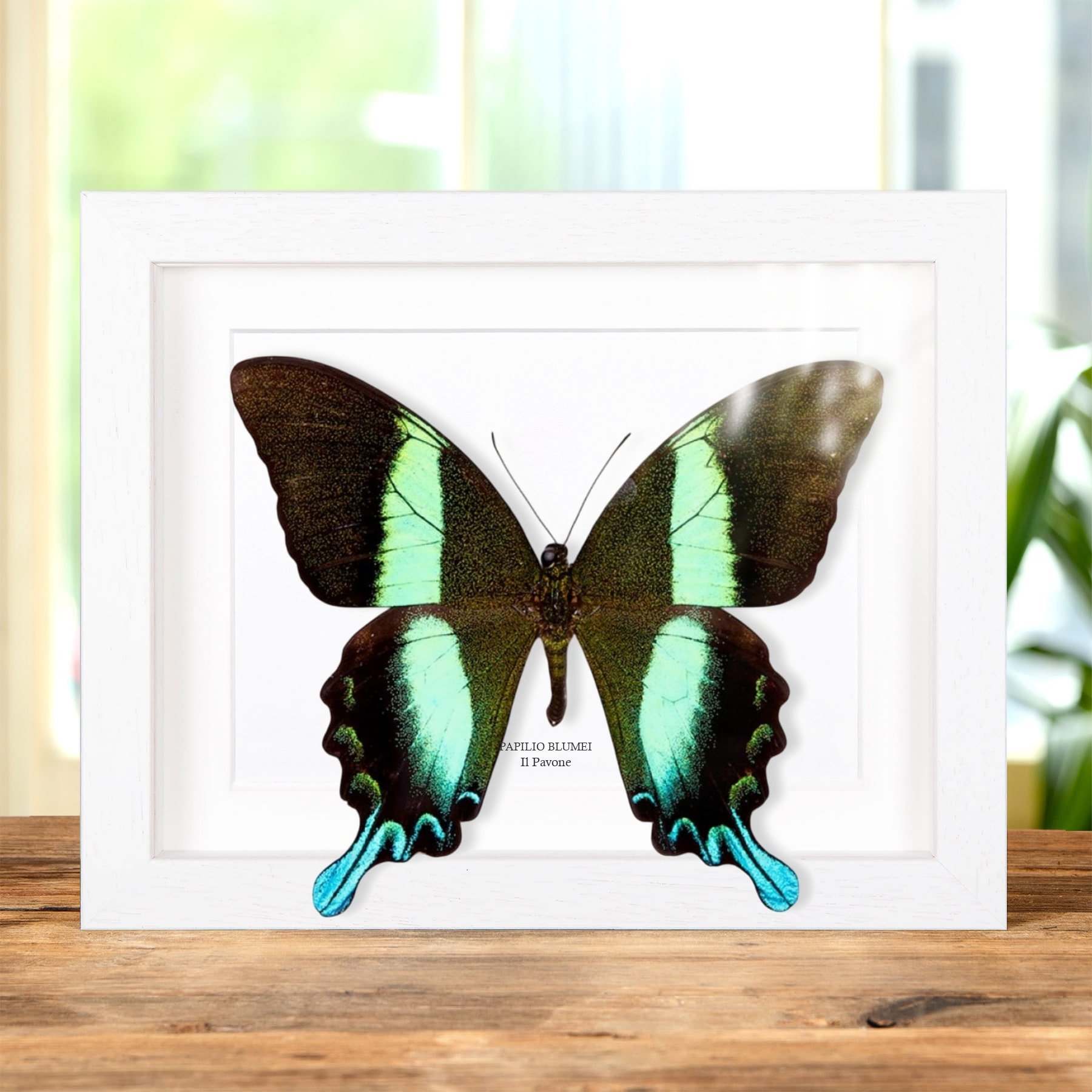 Minibeast XL Farfalla Pavone In Cornice (Papilio blumei)
