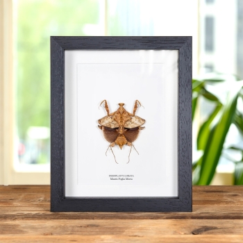 Mantis Foglia Morta in Cornice (Deroplatys lobata)