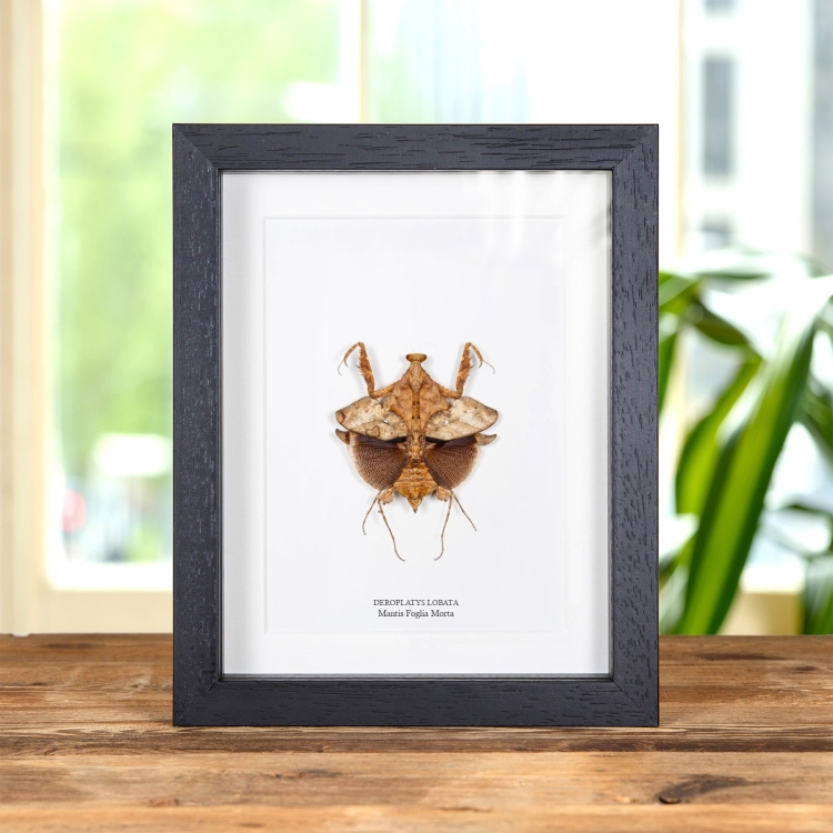 Mantis Foglia Morta in Cornice (Deroplatys lobata)