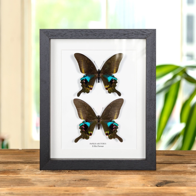 La Farfalla Blu Pavone Maschio &amp; Femmina Pair In Cornice (Papilio arcturus)