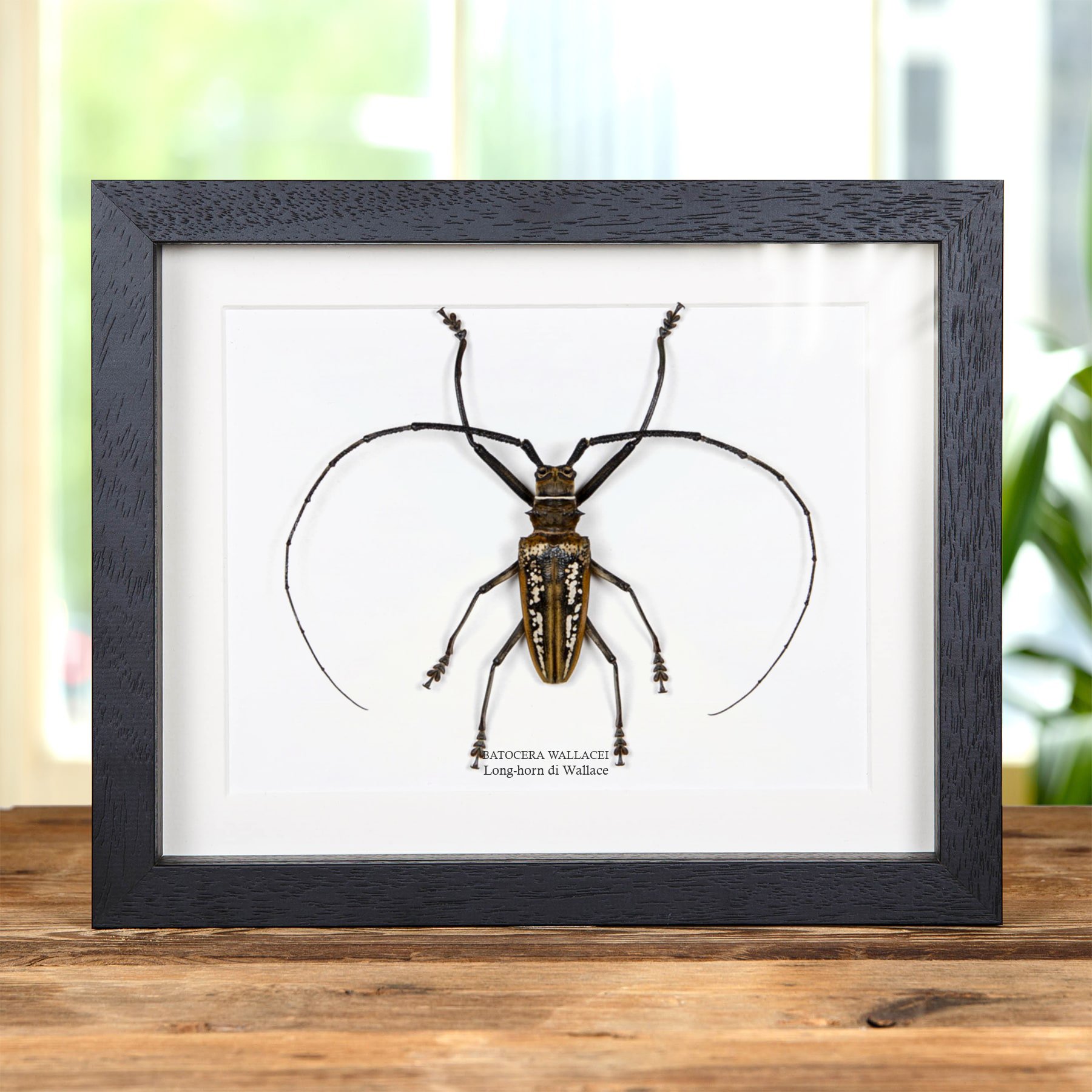 Minibeast Coleottero Long-Horn di Wallace in Cornice (Batocera wallacei)
