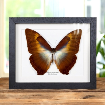 Morpho Cisseis Farfalla Forma Arancione in Cornice (Morpho cisseis gahua)