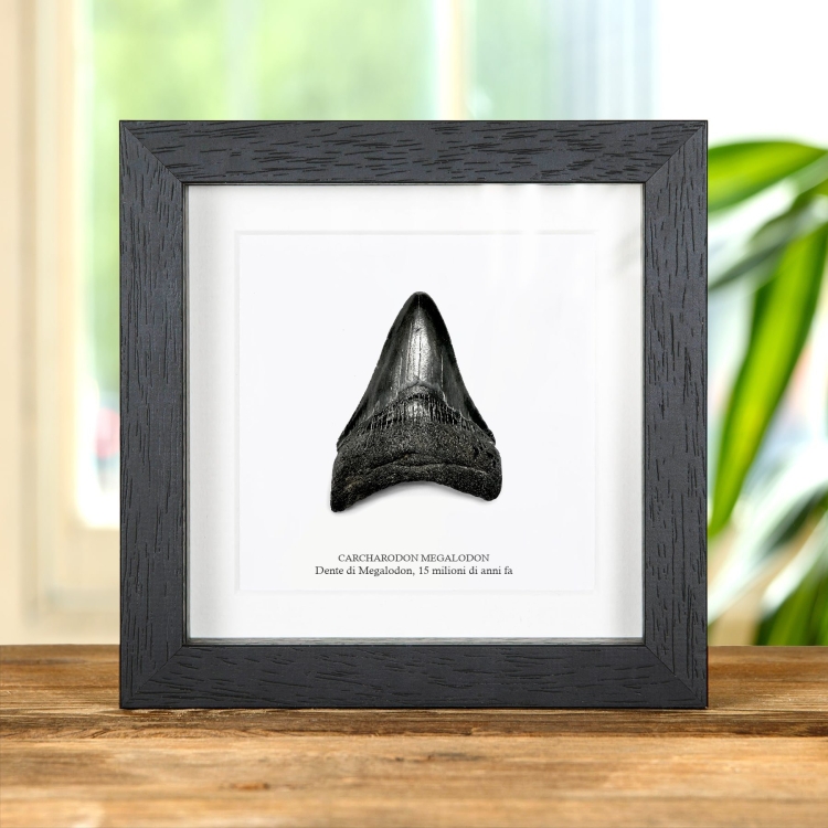 3 pollici Cornice Fossile di Dente di Squalo Megalodon Nero (Carcharodon megalodon)