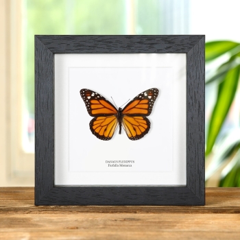 Farfalla Monarca in Cornice (Danaus plexippus)