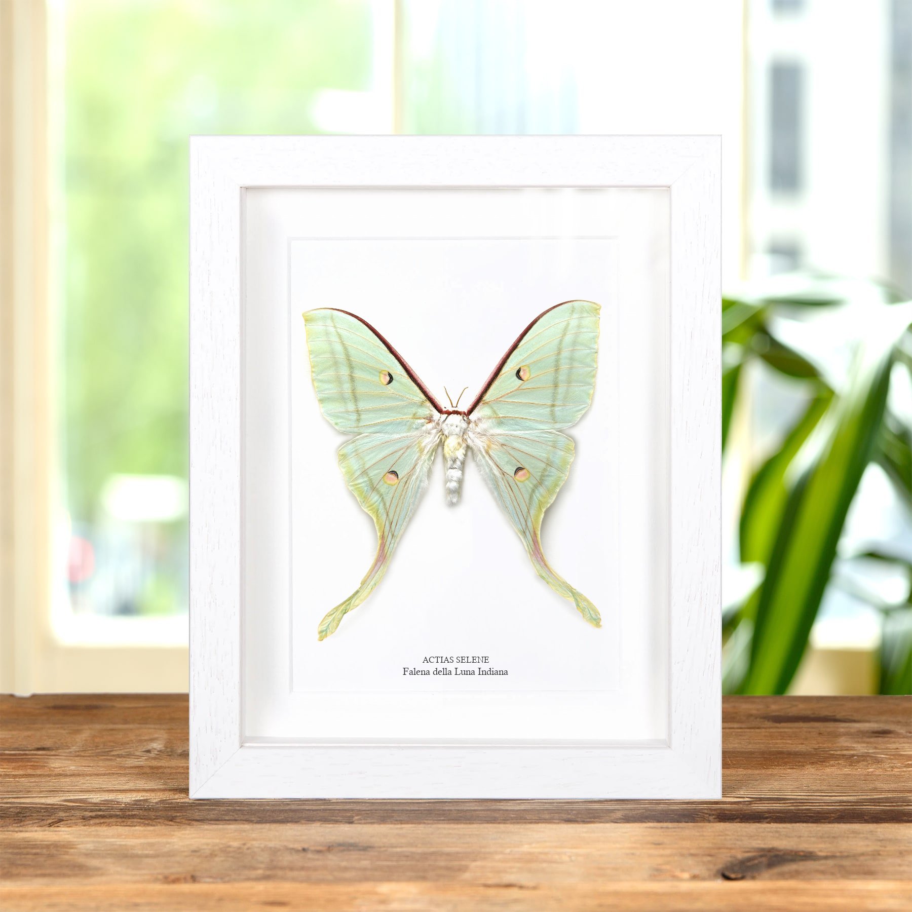 Minibeast Falena Femmina Indiana Della Luna In Cornice (Actias selene)