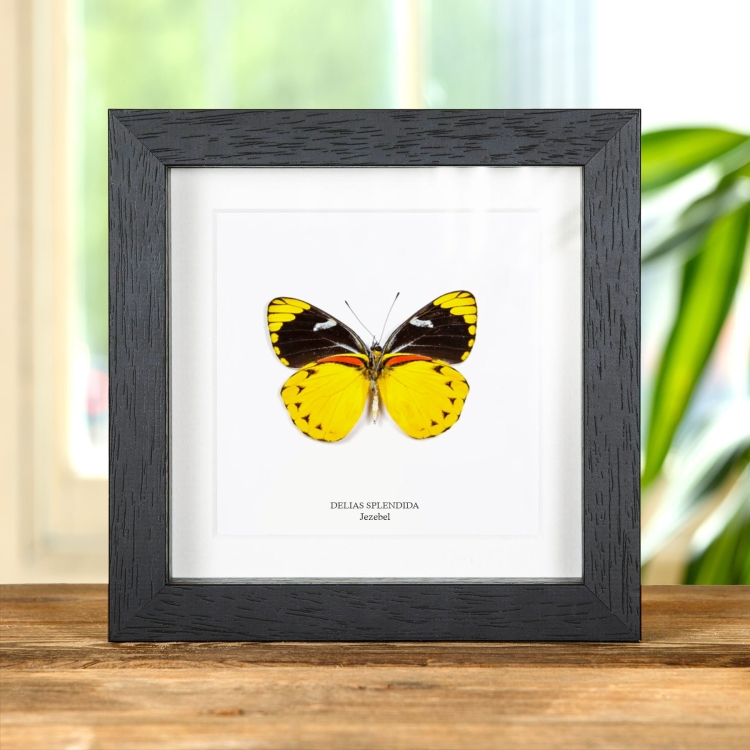 Farfalla Jezebel in Cornice (Delias splendida)