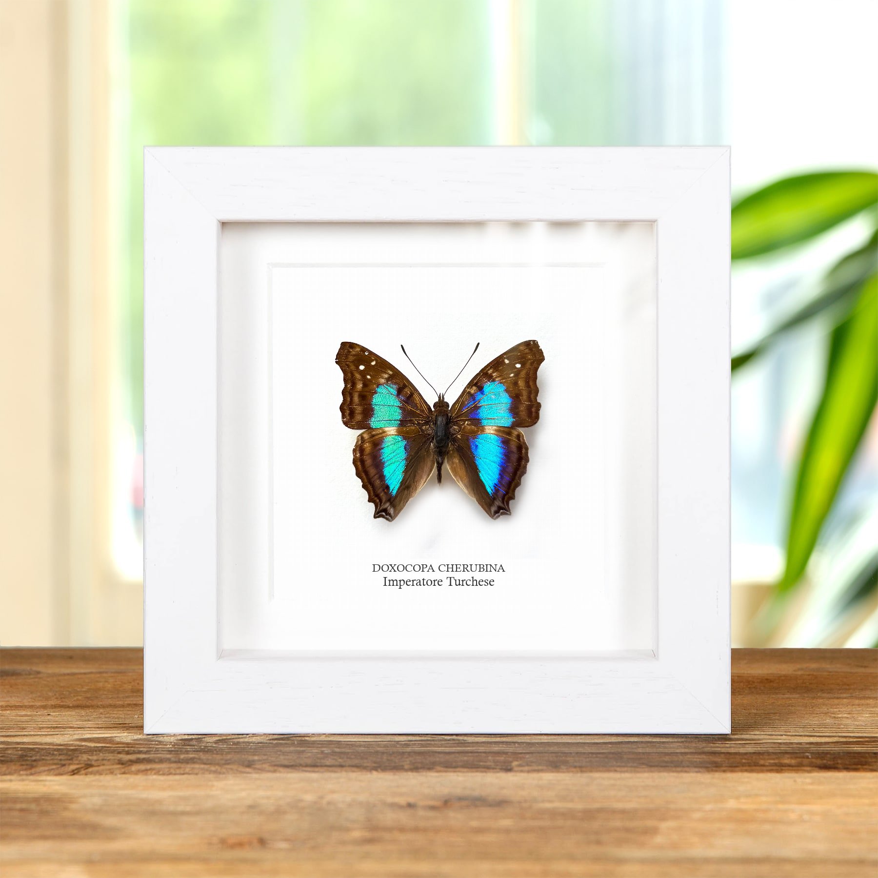Minibeast Farfalla Imperatore Turchese In Cornice (Doxocopa cherubina)