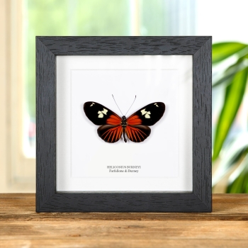 Farfalla ad ali lunghe di Burney in cornice (Heliconius burneyi)